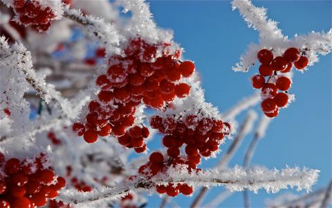 浆果，树枝，白霜，雪