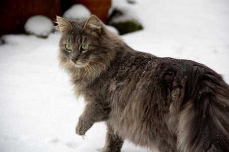 猫，灰色，眼睛绿色，雪，冬天