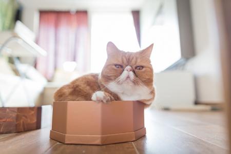 猫，exot，盒子