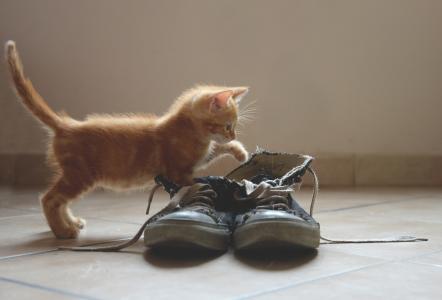 小猫，红色，运动鞋，老
