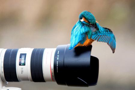 翠鸟，鸟，相机，镜头