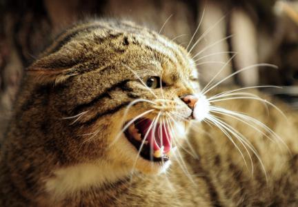 欧洲森林猫，野猫，枪口，笑容，嘴巴，f牙，愤怒，愤怒