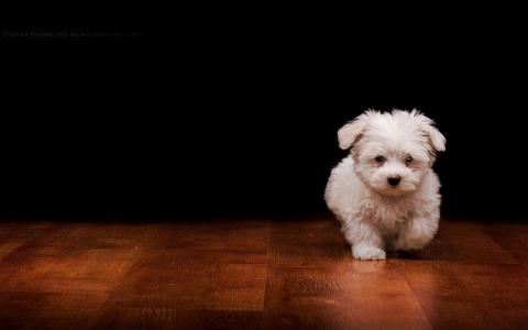 小狗，白色，小