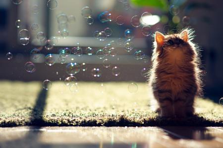 泡沫，小猫