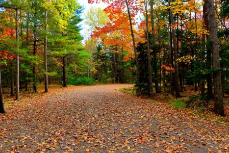 阿卡迪亚国家公园，秋天，道路，树木，森林，自然，景观