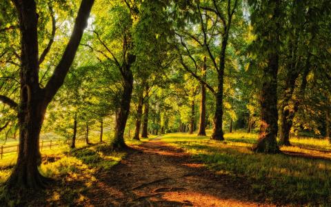 路径，针叶树，树木，森林，阳光明媚，通路