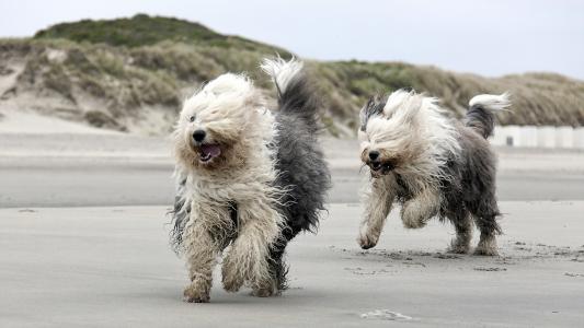 海滩，跑步，狗