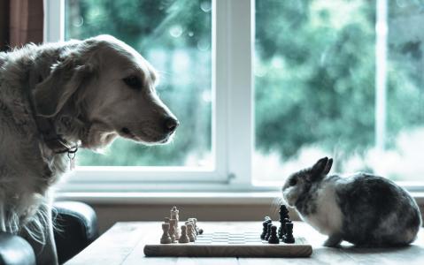 狗，兔子，国际象棋，情况，动物