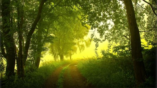 绿色的森林，足迹