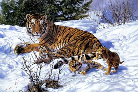 约翰巴诺维奇，老虎，母老虎，幼崽，冬天，雪，艺术