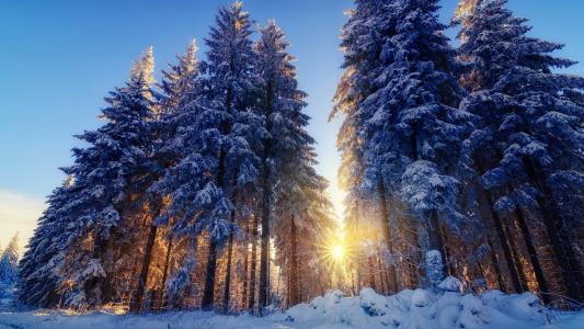 自然，冬天，雪，森林，树，树，光，太阳，光线，景观