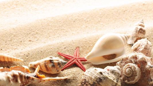 贝壳，岸边，沙子