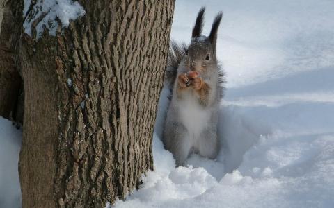 松鼠，坚果，雪，树，咀嚼