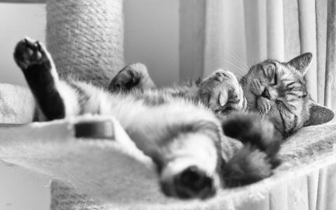 英国短毛猫，英国猫，睡眠者，睡眠，黑色和白色