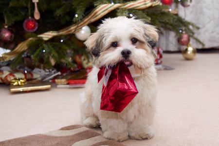 狗，礼物，毛皮树，假期，新年，新年，庆典，礼物，假期