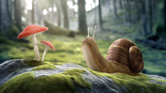 蘑菇，森林，蜗牛