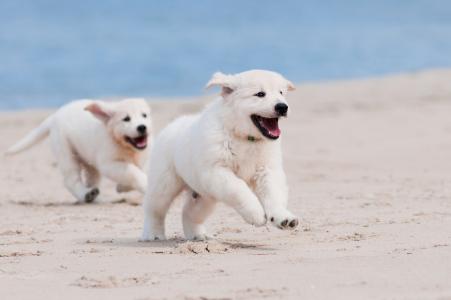 跑步，小狗，沙滩，沙滩