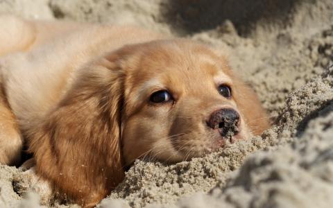狗，沙，自然