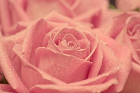 玫瑰，粉红，花瓣，花蕾，滴剂，美容，温柔