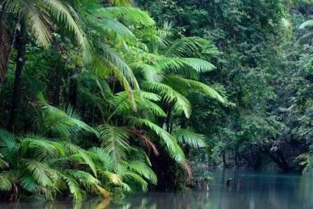 澳大利亚丹特里国家公园，森林，河流，大自然