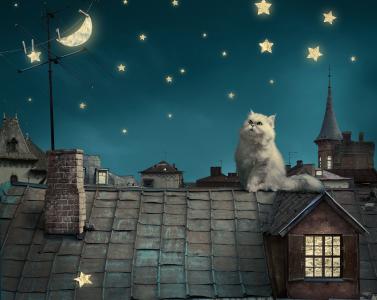 猫，猫，波斯，屋顶，夜晚，星星