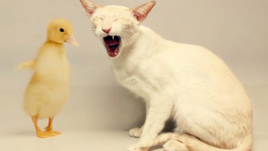 白色的猫，黄色的小鸭