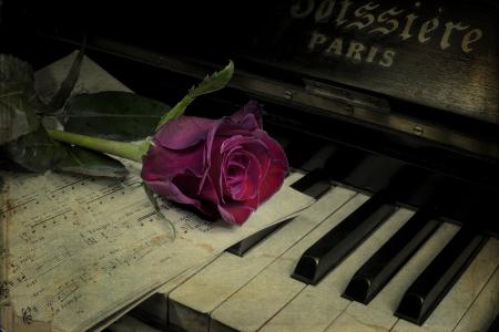 钢琴，玫瑰，花卉，年份，乐谱