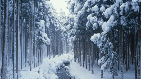 森林，冬天，雪，流，树，性质
