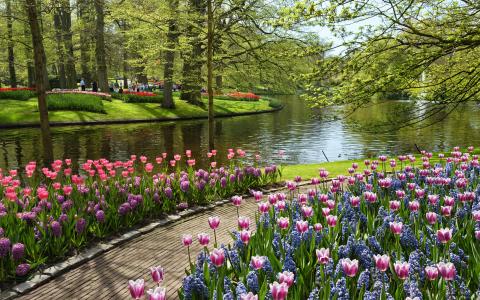 荷兰，公园，鲜花，郁金香，夏天，池塘，水，库肯霍夫，欧洲花园，荷兰