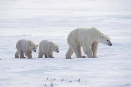 熊，北极熊，熊，小熊，北极，走路