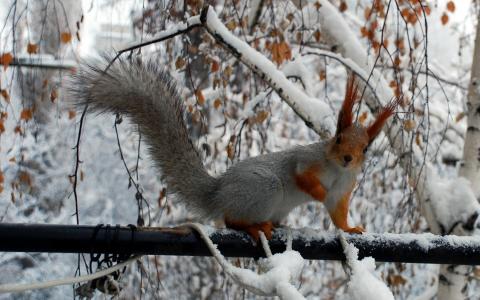 动物，松鼠，雪，树枝，松鼠，雪，动物，冬天，冬天，松鼠，啮齿动物