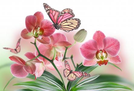 花，兰花，蝴蝶