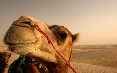 骆驼，沙漠