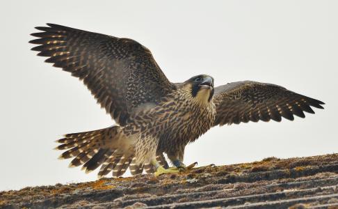 falco peregrinus，鸟，游隼，掠夺性