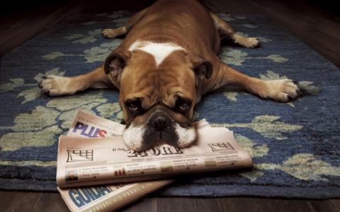 狗，牛头犬，报纸，地毯