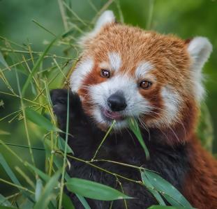 红熊猫，竹子，吃