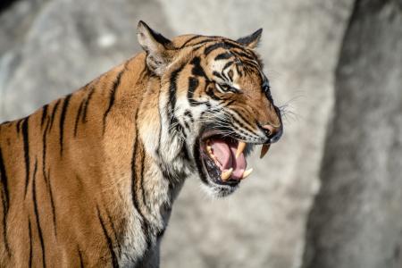 老虎，野猫，捕食者，枪口，微笑，嘴，f牙，舌头，愤怒，愤怒，威胁，侵略，咆哮