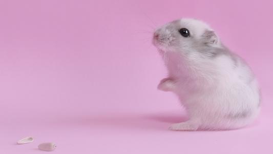 仓鼠，粉红色的背景