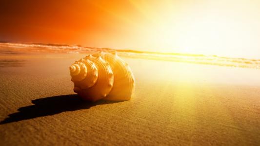 贝壳，阳光，沙滩，海洋