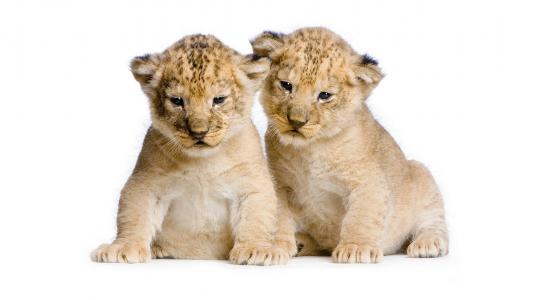 狮子，小狮子，狮子，两，两，夫妇，野猫，坐，可爱，白色背景，照片