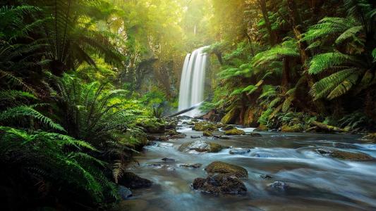 Hopetoun瀑布，Aire河，伟大的Otway国家公园，Otways，维多利亚，澳大利亚，澳大利亚，瀑布，河，森林，蕨