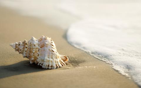 壳，沙子，水