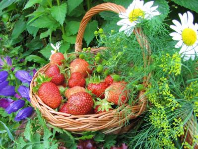 浆果，草莓，鲜花，洋甘菊，篮子