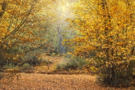 森林，秋天，叶子，栗子，黄色