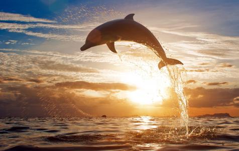 海豚，海，日落，飞溅，跳转