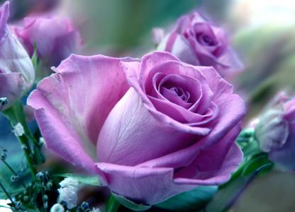 美丽，花瓣，淡紫色，玫瑰