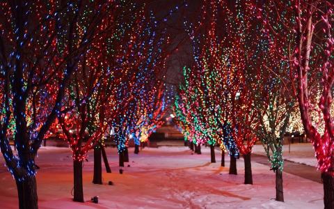 城市，街，夜，雪，树，光，路径，新年，圣诞节，路径，冬季