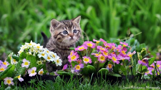 小猫，宝贝，鲜花，报春花，由佐兰米卢蒂诺维奇