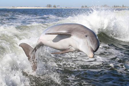 海豚，哺乳动物，水，喷雾
