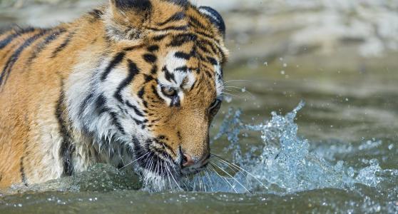 老虎，野猫，捕食者，枪口，水，喷雾，沐浴